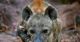 The hyena