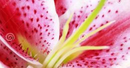 Lily Petals