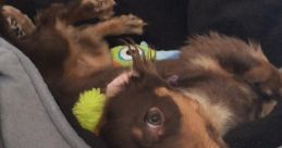 Coco and Chili the Mini Doxies Type your text to hear it in the voice of Coco and Chili the Mini Doxies. The clacking of