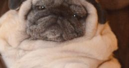 Mypugboo