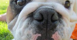 Sir Henry the English Bulldog