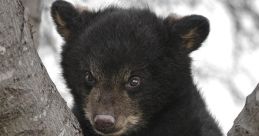 Black Bears