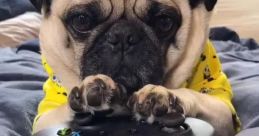 Shaq The Pug