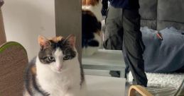 Eliethehallwaycat Type your text to hear it in the voice of Eliethehallwaycat. The first that fills the air is a melodic
