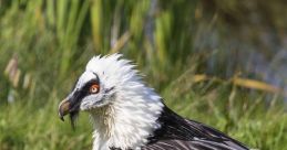 Vulture