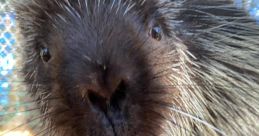 Porcupines Fezzik & Tarth at Stone Zoo
