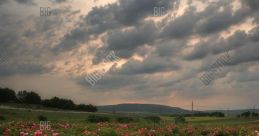 Misty Rose Fields