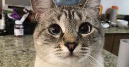 Anouk Kitty