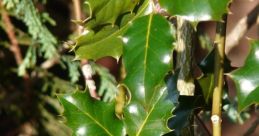 Holly