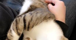 Emmy the Tabby