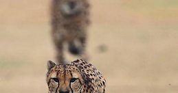 Cheetahs At The Houston Zoo