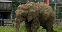 Noah’s Ark Zoo Farm Type your text to hear it in the voice of Noah’s Ark Zoo Farm. The that are related to the subject of