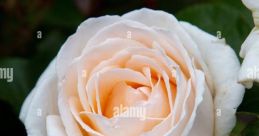 Benny Rose (Neon Arcadia) Type your text to hear it in the voice of Benny Rose (Neon Arcadia). The gentle hum of Benny