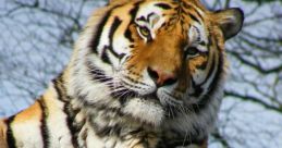 Fearsome.Tiger