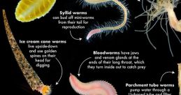 Worm