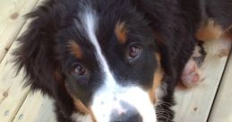 Bernese Be Like...