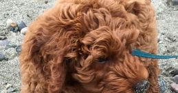 Ziggy the Doodle
