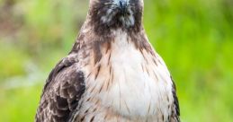 Hawk