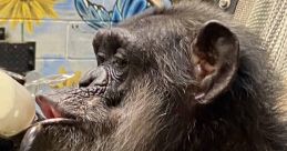 Project Chimps