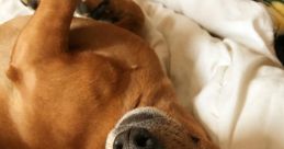 F.A.R.T. 🐾 Foster Adopt Rescue Transport