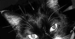 Charlie Chap the WonderCat