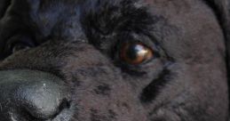 Animals FX