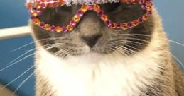 SUNGLASSCAT