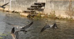 Birds FX