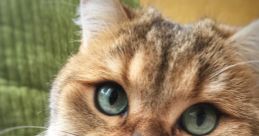 Jupiter The Brit Cat