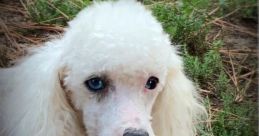 Sky, Arizona Mini Poodle