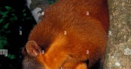 Manaus the South American Coatis