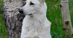 Beauty The GSD