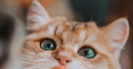 Leo the Maine Coon