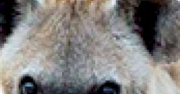 Hyena
