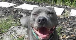 Pitbull