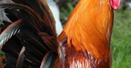 Rooster - Effects Preservation