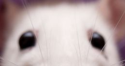 Rats (Animal) Effects