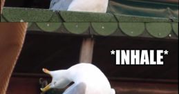 Wheeee