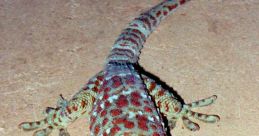 Gekko Type your text and hear it in the voice of Gekko .