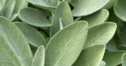 Sage