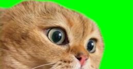 Orange Talking Cat (Meme)