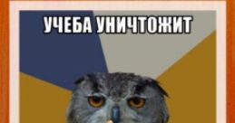 100 Интернет Мемов За Час