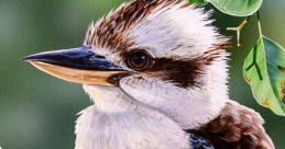 Laughing Kookaburra