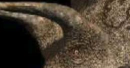 Triceratops