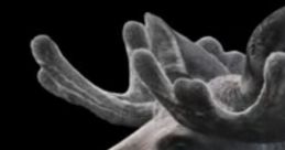 Moose 1