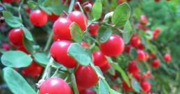 Huckleberry