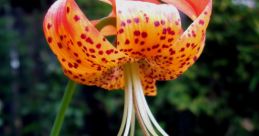 Lily(Female) Type your text and hear it in the voice of Lily(Female) .