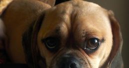 Choice Nuggets: A Dog's Favorite Virt Songs Teenage Mutant Ninja Turtles (NES) - Video Game Video game from Choice Nuggets: