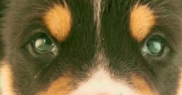 Dog (From Dog Pulls) He is an dog
