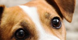 Playful dog with expressive eyes, showcasing the charm of dogs learning to communicate in English.